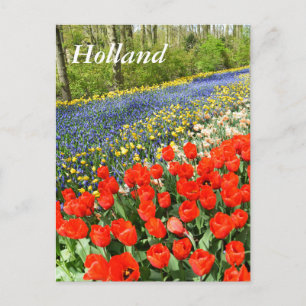 Tulips in woodland postcard