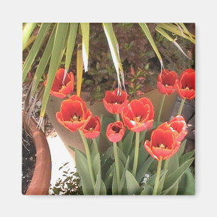 Tulips Magnet