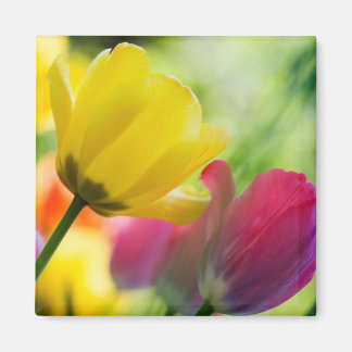 Tulips magnet