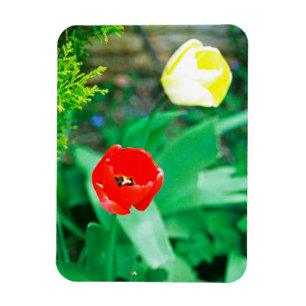 Tulips Magnet