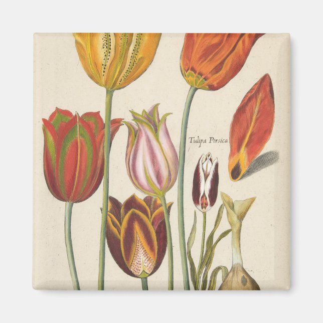 Tulips Magnet (Front)