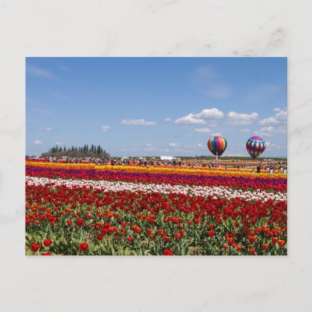 Tulips Mania Postcard (Front)