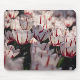 Tulips Mouse Pad