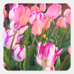 Tulips Peace Flame & Affaire #3 Stickers