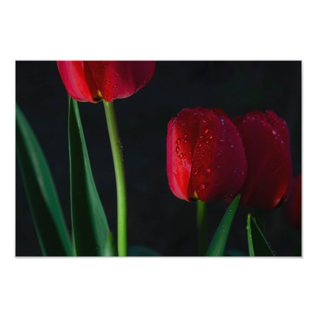 Tulips Photo Print (Front)