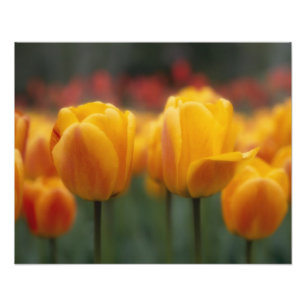 Tulips Photo Print