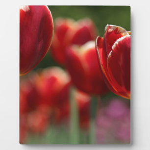 Tulips Plaque