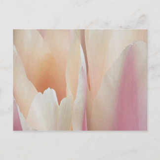 Tulips Postcard