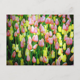 tulips postcard