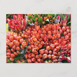 Tulips Postcard