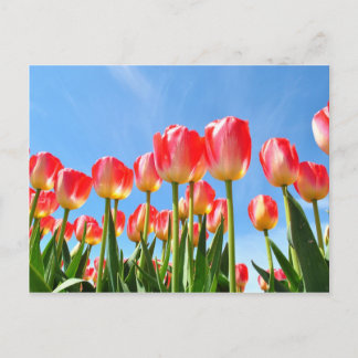 Tulips Postcard