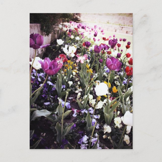 Tulips Postcard (Front)