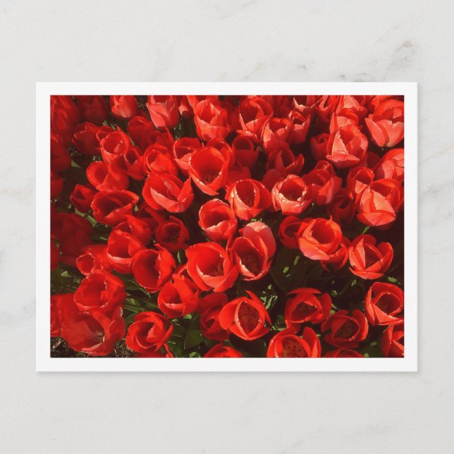 Tulips Postcard (Front)