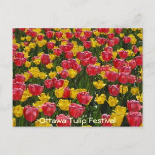 Tulips. Postcard
