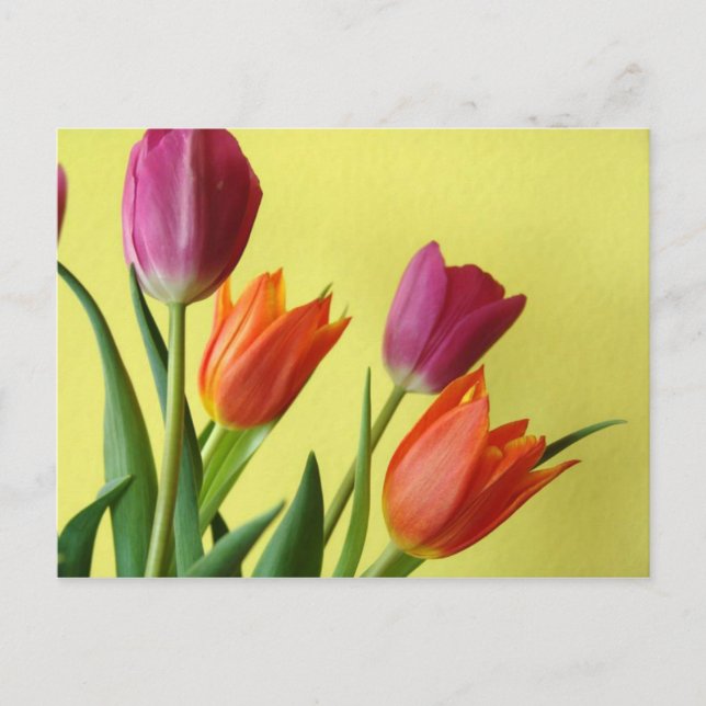 Tulips Postcard (Front)
