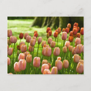 Tulips Postcard Tulpen Postkarte