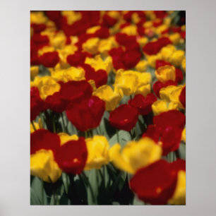 Tulips Poster