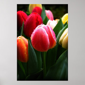 Tulips Poster