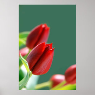 Tulips Poster
