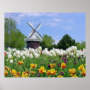 Tulips Poster