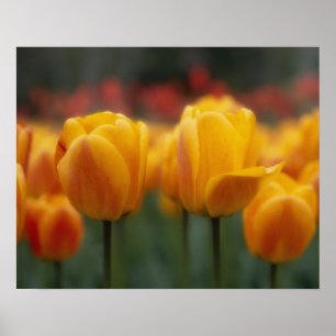 Tulips Poster