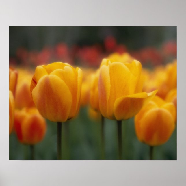 Tulips Poster (Front)
