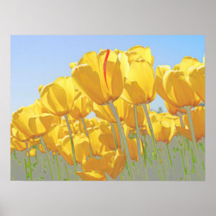 tulips poster