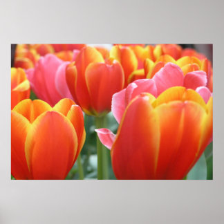 Tulips Poster