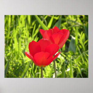 Tulips Print