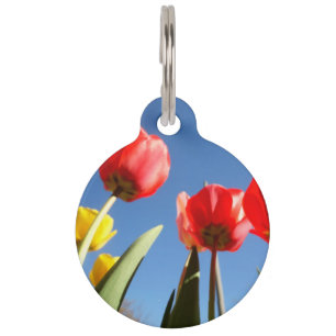 Tulips Red Yellow Tulips Blue Sky Spring Seasons Pet Tag
