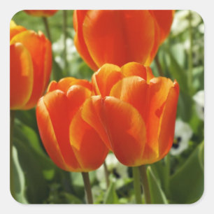Tulips Sticker