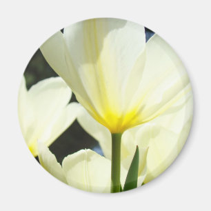 Tulips Sunlit Tulip Flowers magnet Yellow White