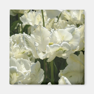 Tulips the white magnet