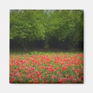 Tulips & Trees Magnet