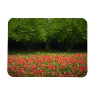Tulips & Trees Magnet