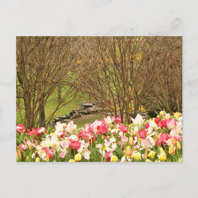 tulips/trees postcard (Front)