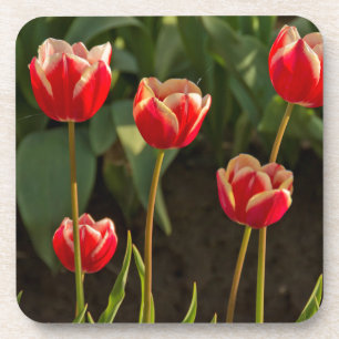 Tulips, Tulip Festival, Woodburn, Oregon, USA 1 Coaster