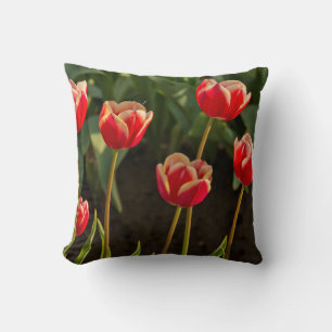 Tulips, Tulip Festival, Woodburn, Oregon, USA 1 Cushion