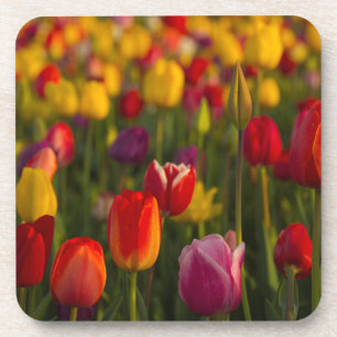 Tulips, Tulip Festival, Woodburn, Oregon, USA 2 Coaster