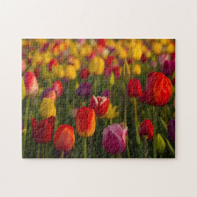 Tulips, Tulip Festival, Woodburn, Oregon, USA 2 Jigsaw Puzzle (Horizontal)