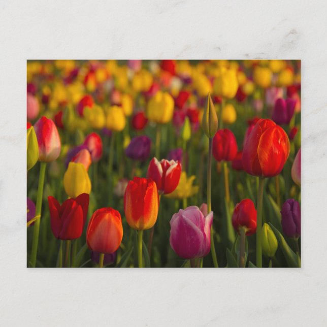 Tulips, Tulip Festival, Woodburn, Oregon, USA 2 Postcard (Front)