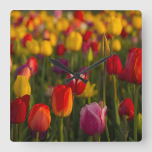 Tulips, Tulip Festival, Woodburn, Oregon, USA 2 Square Wall Clock