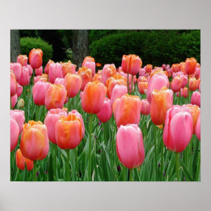 Tulips, tulips, tulips poster