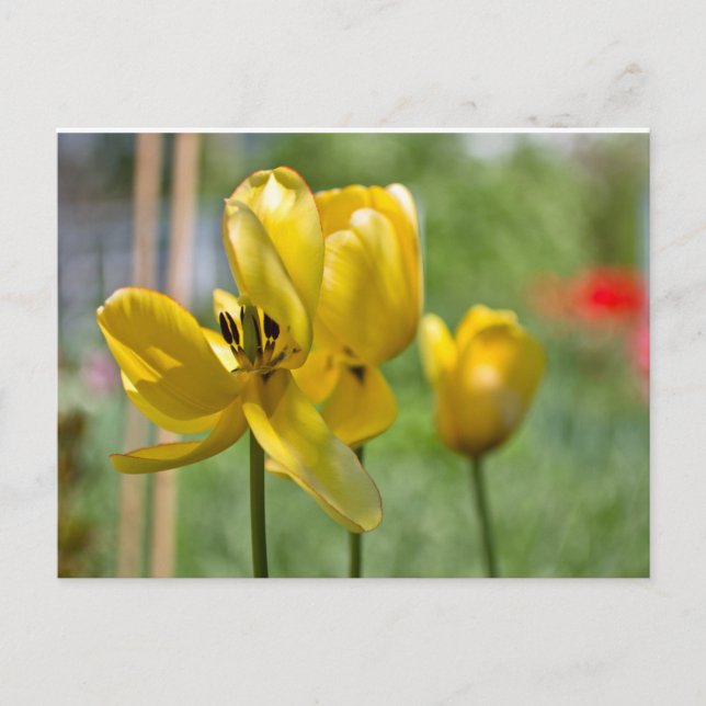 Tulips unfolding postcard (Front)