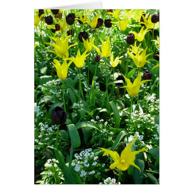 Tulips Vancouver (Front)