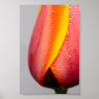 Tulips with rain dropps poster