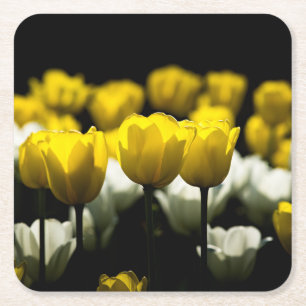 Tulips Yellow And White Square Paper Coaster