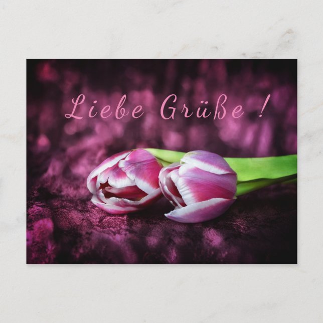 Tulpen Gruß Postcard (Front)