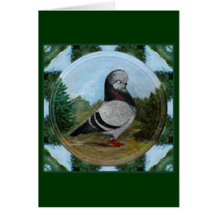 Tumbler Blue Grizzle Pigeon