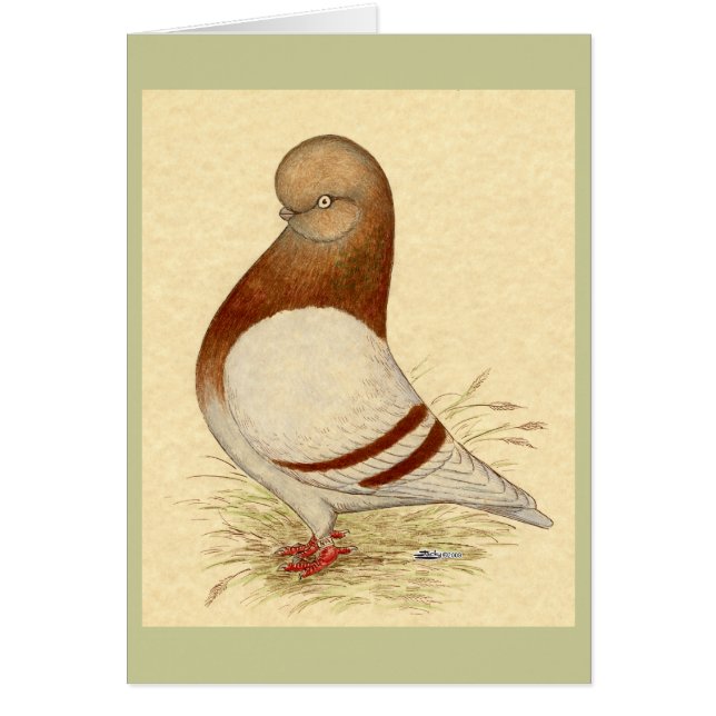 Tumbler Pigeon:  LFCL Mealy (Front)